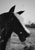 fake horses